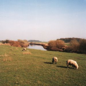 Ings at Acaster Selby