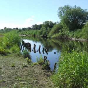 Staves in Wharfe below Town End Farm May 2009